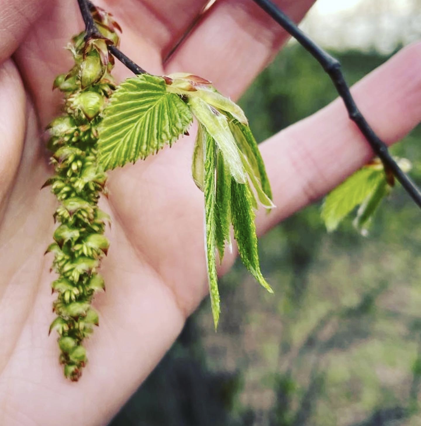 Wald-Heilküche: Knospen & Blätter am Teller für dein Wohlbefinden